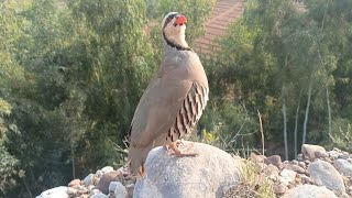 Chokor Partridge voice  Chokor ki awaz  Pak National birds voice [upl. by Fan585]