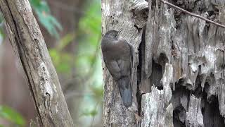 Red browed Treecreeper Climacteris erythrops [upl. by Eilrebmik]