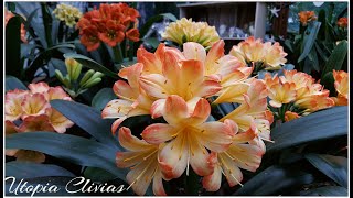 Amazing Clivias in flower [upl. by Jodie]