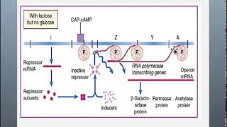 Control of Gene Expression  A level Biology [upl. by Aicirpac]