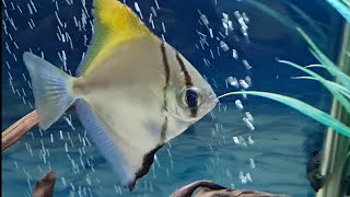 Mono Fish Care Guide  Caring for Mono Argentus Tank mates feeding breeding mono sebae compare [upl. by Henryson]