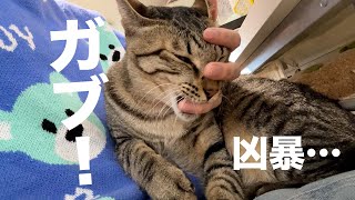 抱っこが大好きなキジトラ（保護猫）作業ができへん・・・ 山田猫 [upl. by Pepin]