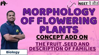 Morphology of Flowering Plants Class 11 Biology NEET  Fruit Seed Fabaceace Solanaceae Liliaceae [upl. by Ricardo]