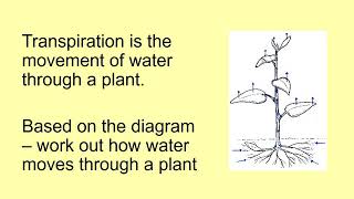 Transpiration and Translocation [upl. by Schulein]