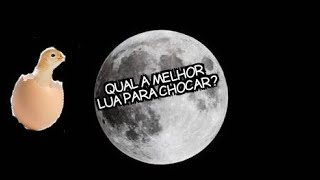 Lua influencia Verdade ou Mito Mostrando galinhas chocas e ninhos [upl. by Lillis]