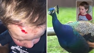 2YearOld Gets Horrifically Attacked By Peacock Inside Public Park [upl. by Ayot719]