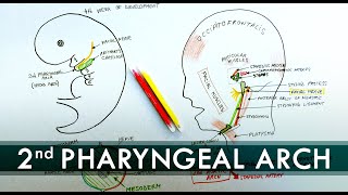 2nd Pharyngeal Arch and its derivatives  Embryology Tutorial [upl. by Neu]