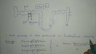 SGLT2 inhibitor Anti diabetic drugs Full explanation in hindi [upl. by Nauh]