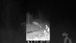 Bullis latvija staltbrieži deer trailcamera wildlife wildkamera nature nature [upl. by Mezoff]