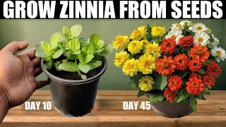 How To Grow Zinnia From Seeds  SEED TO FLOWER [upl. by Coffeng148]