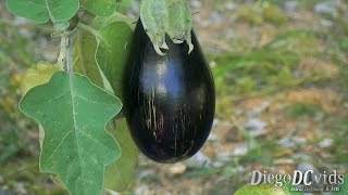 Solanum melongena  Eggplant  Berinjela Solanaceae [upl. by Opal]