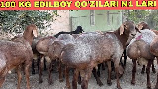 100 KG QOZI BOQISH NASILGA QANDAY QOY BOQISH KERAK [upl. by Stanwinn]