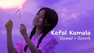 KAFAL KAMLA   Slowed  Reverb  Asmita Adhikari  Zanak Tamrakar [upl. by Rona378]