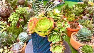 Aeonium Succulent Arrangement [upl. by Crain578]