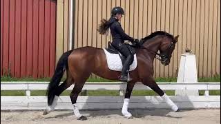 Dancing Queen  Dutch Dressage Horse from Holland for Sale [upl. by Ahtnamas]