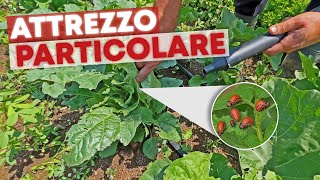 Come ELIMINARE la DORIFORA dalle PATATE e MELANZANE [upl. by Anihta739]