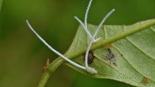 Spiral tailed Jumping Plant Lice from Ecuador [upl. by Ahseyd]