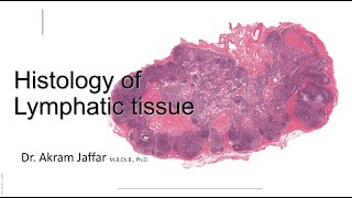 Histology of the lymphatic system [upl. by Strickland]