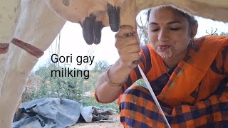 cow milking by hand  udder drinking milk [upl. by Alesi574]