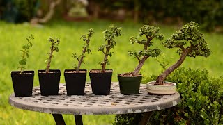 From Cutting to Bonsai Tree  6 Year Evolution of a Portulacaria afra  Little Jade Bonsai [upl. by Ainekahs811]