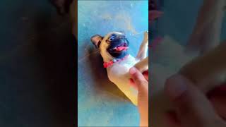 Pug puppy puranpur doglover shortsviral pets puglove viralvideo viralshorts reels [upl. by Annuhsal430]