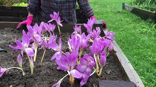 FALL BLOOMING BULBS  The Giant Pink Autumn Crocus [upl. by Eniksre]