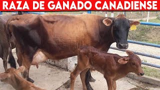 🔴 Raza De Ganado CANADIENSE Lechero Ventajas y Desventajas ✅ Vacas Lecheras CANADIENSE [upl. by Eiramoj]