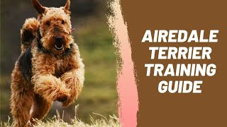 Airedale Terrier Training Guide [upl. by Ellatsirhc]