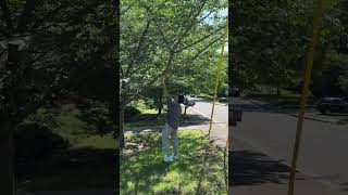 Guy shakes a tree that is completely covered in cicadas [upl. by Maritsa]