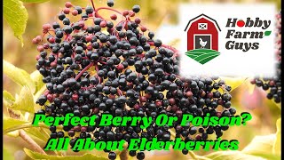 All About Elderberries Are They The Perfect BerryOr Are They Poisonous [upl. by Camp525]