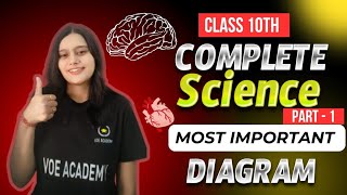 Class 10th Important biology diagram  part1 biology class10science [upl. by Nidya]