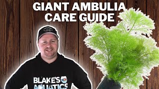 Giant Ambulia Care Guide  How to Grow Propagate and Care for Limnophila Aquatica [upl. by Pillihpnhoj]