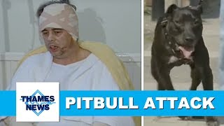 Dangerous Dog  Pitbulls Shot Dead after Attacking Innocent Man  Dog attack  TN92015043 [upl. by Akinahs]