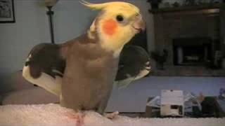 Cockatiel Talking and Whistling [upl. by Georgette]