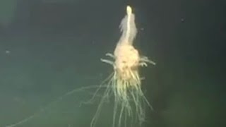 See rare video of flying spaghetti monster [upl. by Mcilroy]