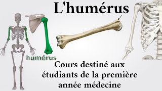 Lhumérus  1ère année médecine [upl. by Julis]