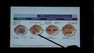 Biology Help Biology 123 Chapter 8 Mitosis and Meiosis [upl. by Henrietta]