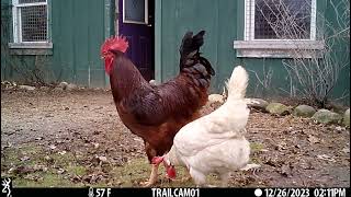 Rooster Makes an Alarm Noise on Trailcam [upl. by Benil905]