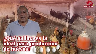 Producción de huevos de gallina 🥚🐔  Alta postura y doble propósito  Granja San Lucas [upl. by Markman]