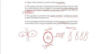 Reproduction in Protista [upl. by Llennod]