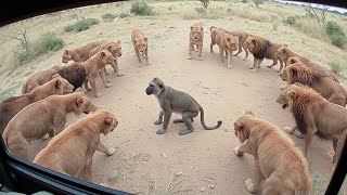 Baboons Dying In a Lion Jaw [upl. by Enitsirhk]