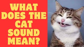 quotDecoding Cat Noises A Fascinating Guide to Feline Communicationquot [upl. by Anemix]