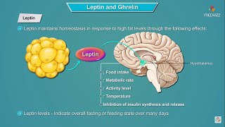 Leptin and Ghrelin hormones mechanism of action  Physiology  USMLE Step 1 [upl. by Ainalem]