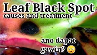 Black Spots on Succulents amp Plants Causes amp Treatment  Fungus Treatment on plants • Paano maiwasan [upl. by Nyrehtak587]