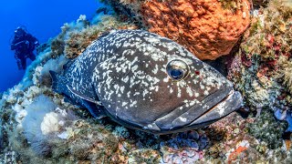 Dusky Grouper of PortCros National Park 4K [upl. by Faubert]