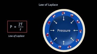 Surface Tension and Surfactant Fluid Mechanics  Lesson 12 [upl. by Ehctav958]