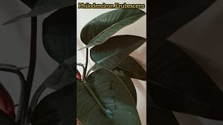 philodendronerubescens indoorplantredleafphilodendron [upl. by Akinar934]