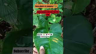 Coco plant in rural Jamaica 🇯🇲 Asian people love 😍 this food plant 🌿 🇵🇭 🇮🇳 🇮🇩 [upl. by Isidro]