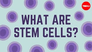 What are stem cells  Craig A Kohn [upl. by Taryn470]