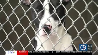 Shelter overwhelmed with abandoned and surrendered dogs [upl. by Victoir]